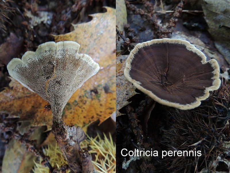 Coltricia perennis-amf1579-1.jpg - Coltricia perennis ; Syn1: Xanthochrous perennis ; Syn2: Polystictus perennis ; Nom français: Polypore vivace
